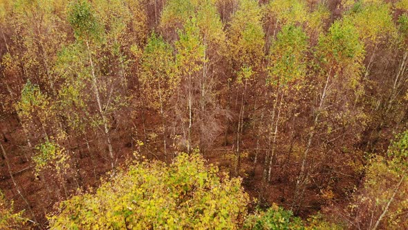 Autumn Birch Forest. Aerial View.