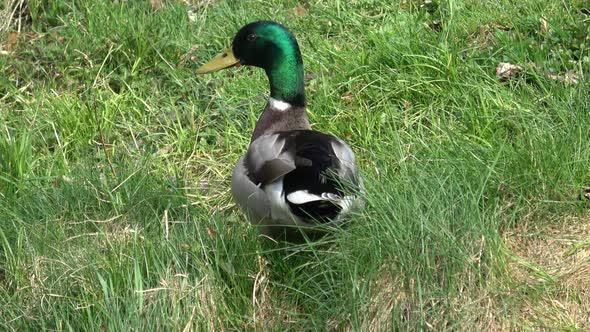 Wild male duck in the green grass