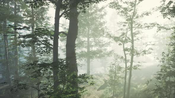 Sunlight in the Green Forest in Fog at Spring Time alt