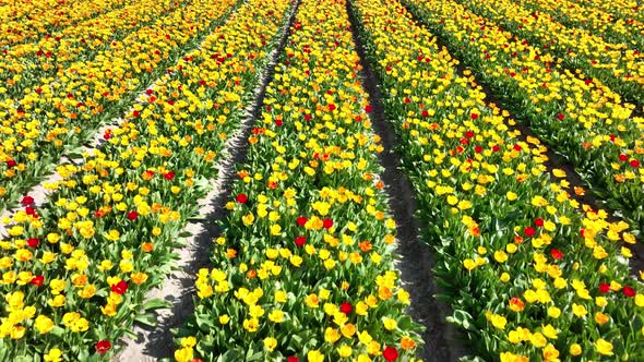 Flower and Tulip Vibrant Bright Colored Blossom Fields in Springtime the Netherlands alt