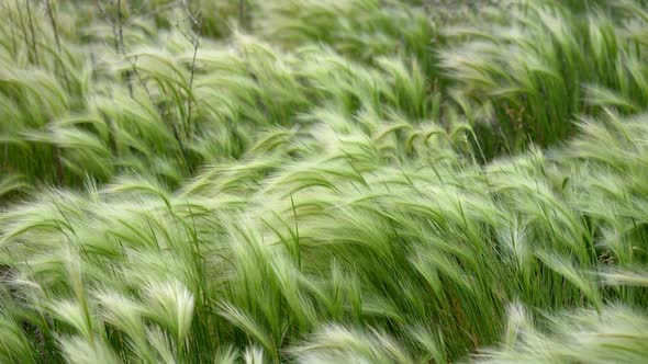Grass blowing in the wind in slow motion alt