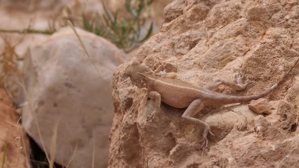 Desert Agama on a rock  alt