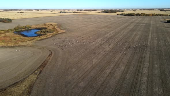 Large number of migratory snow geese taking off from harvested wheat field in prairies of Canada. Ae alt