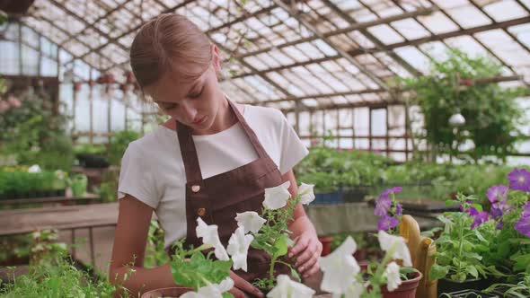 A Young Girl in an Apron Works in a Greenhouse and Transplants Annual Plants and Flowers