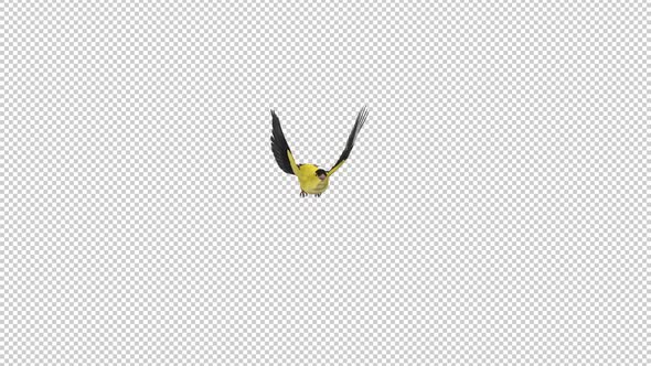 American Goldfinch - Flying Transition - I - Alpha Channel