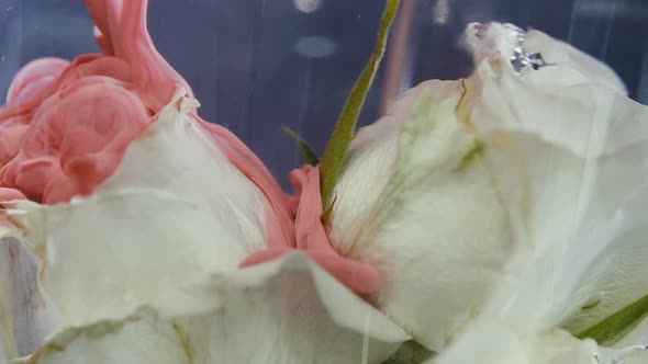 Close-up, Beautiful White Rose Bud in Water. Jet of Red Ink Covers a Rosebud in Water