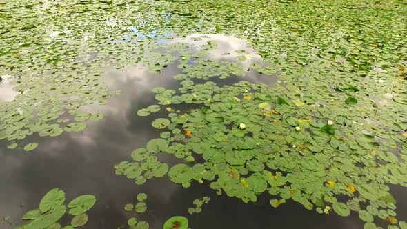 Dark Lake and Water Lily