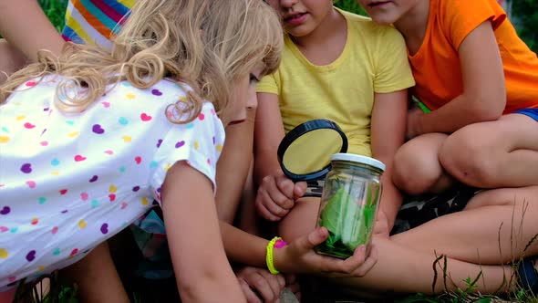 Children Look Insects Through a Magnifying Glass in a Jar alt