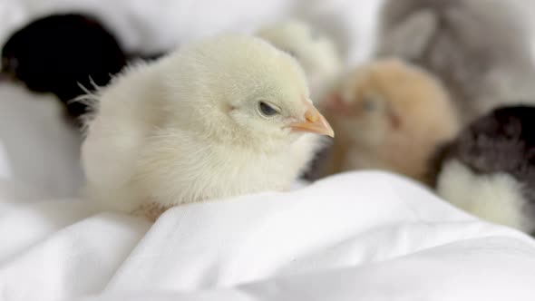 little baby chickens sleeping or fallen asleep on white,grey blanket,coverlet in bedroom.adorable  alt