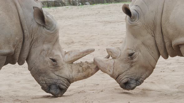 Southern white rhinoceros (Ceratotherium simum simum). Critically endangered animal species.