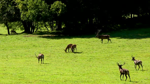 Deer in the mating period in the belgian ardennes. Deer with females in the wild. Rutting deer. Deer alt
