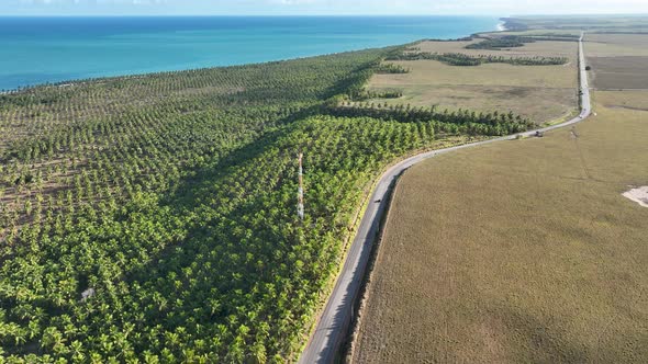 Coconut trees plantation near Gunga Beach at Maceio Alagoas Brazil. alt