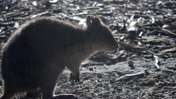 Rottnest Island Quoka alt