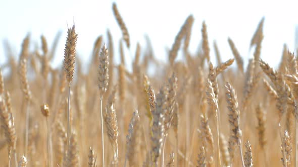 Rye Stalks