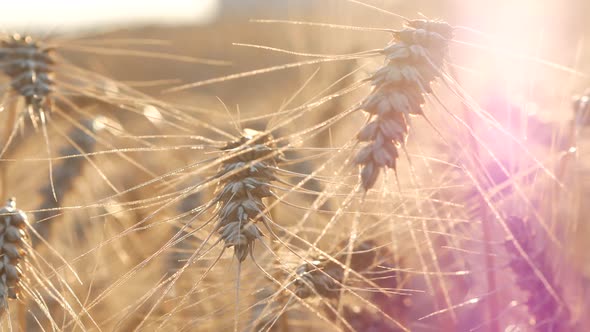 Wheat Violet Soft alt