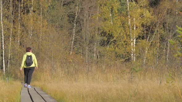 The Bog Landscape Area in the Forest Trail in the Nature Reserve alt