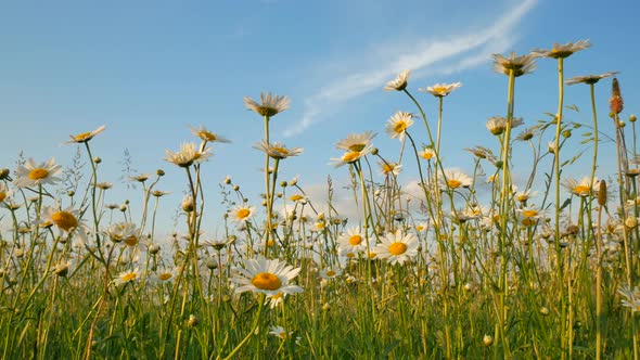 Meadow of Spring Daisy Flowers