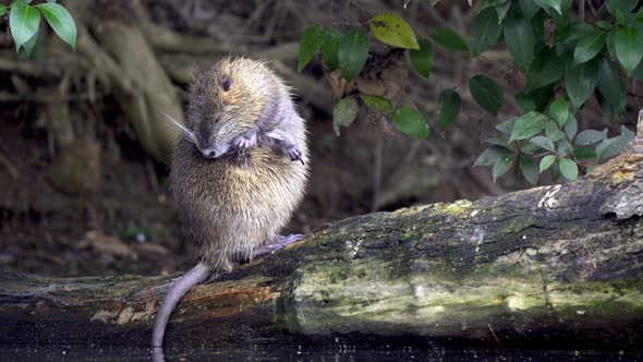 A wet nutria, myocastor coypus resting on a broken tree bough on the lake under tree canopy, scratch alt