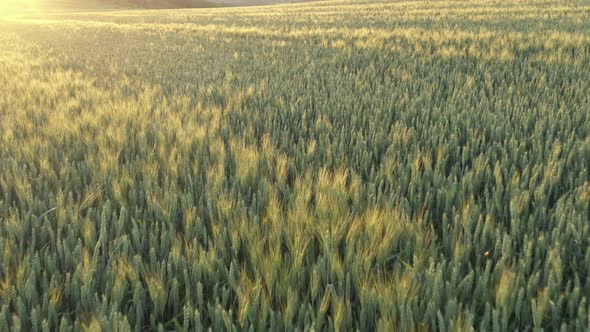 Golden tones of wheat ears before sunset 4K drone video