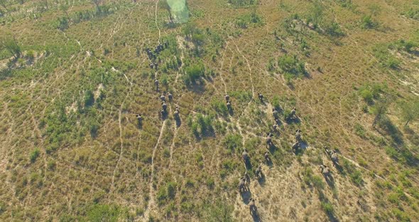Aerial drone view of a herd of elephants wild animals in a safari in Africa plains alt