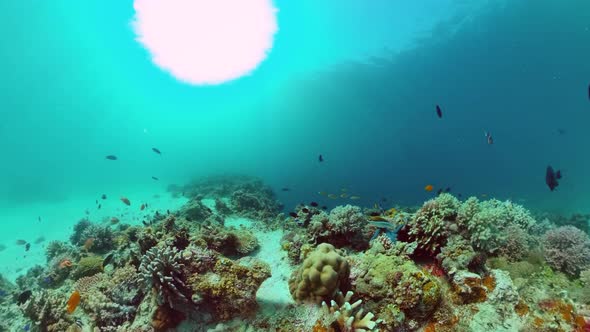 Coral Reef and Tropical Fish. Panglao, Philippines. alt