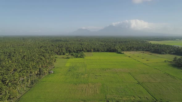 Farmland in a Mountain Province Philippines, Luzon alt