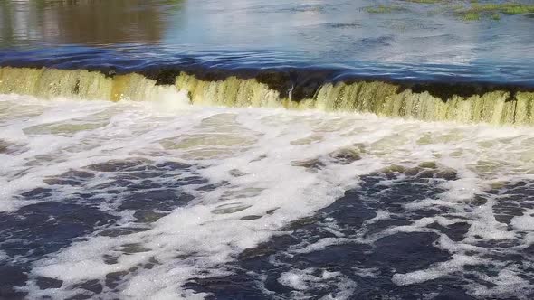 Flying Fish at Ventas Rumba Waterfall. The Widest Waterfall in Europe in Latvia Kuldiga Also Called alt