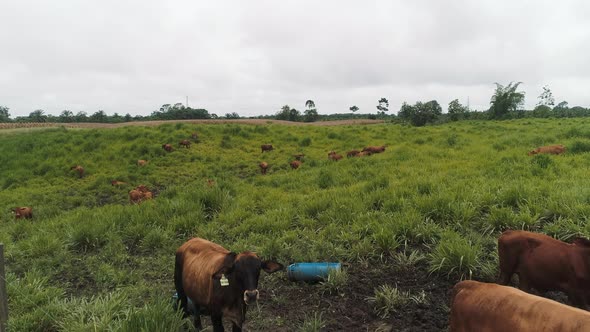 brangus cows on a green field, Ecuadorian meet production cows alt