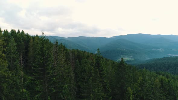 Top View of Coniferous Mountain Forest