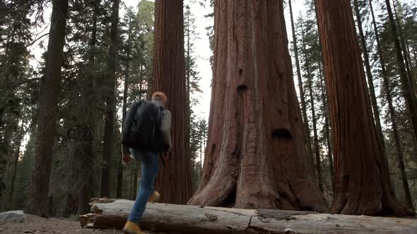 Walking and Exploring Hiker on the Giant Ancient Forest Trailhead in Sequoia National  alt