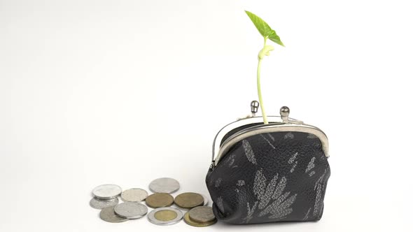 Money Business Finance Bank Concept Purse with Growing Plant Money Tree Growth Golden Coins