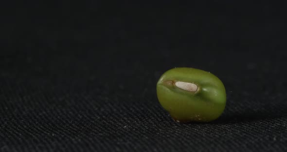Mung Bean Closeup on a Black Background alt