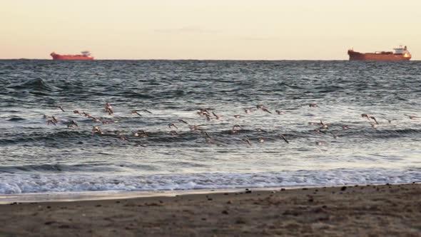 Sanderlings Flying Over Shore alt