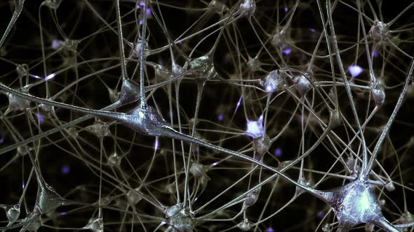 Network of Neurons and Synapses