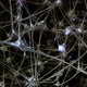 Network of Neurons and Synapses - VideoHive Item for Sale