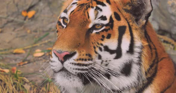 The Siberian Tiger Was Also Called Amur Tiger Manchurian Tiger alt