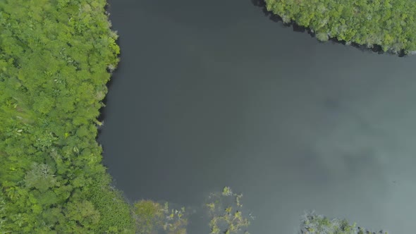 black river in brazilian rainforest alt