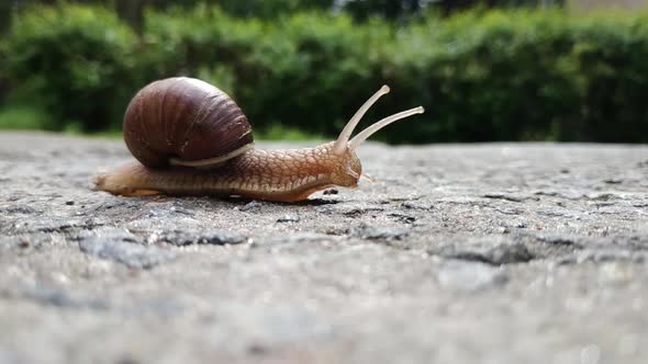 Snail  Crosses an Asphalt Road alt