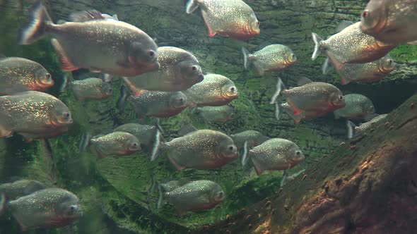 Piranha Fish in a Lake alt