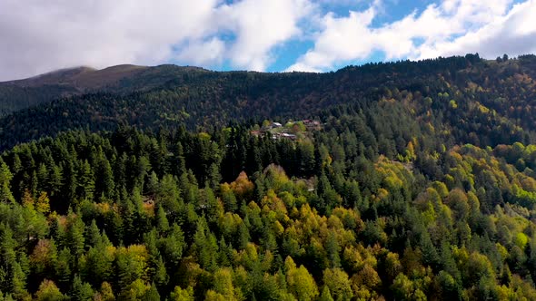 forest autumn 03 alt