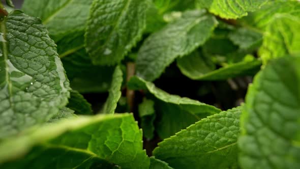 Fresh Mint Leaves. Sliding Probe Shot Through Green Mint Branches on Wooden Background alt