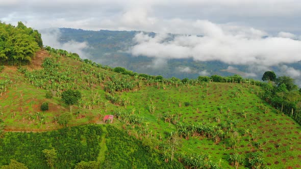 Mountains of Coffee and Banana in the mornings alt
