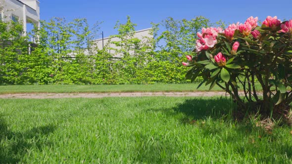 Beautiful landscape view of pink rhododendron flower on townhouse front yard. alt