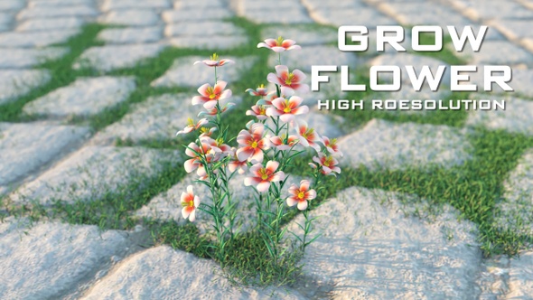 Flower Growing in Stony Field alt