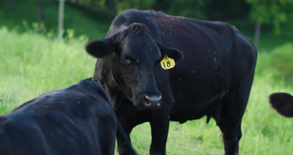 Farm Cows 