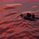 Wild Sea Otter Marine Animal Swimming in Ocean Water California Coast Wildlife - VideoHive Item for Sale