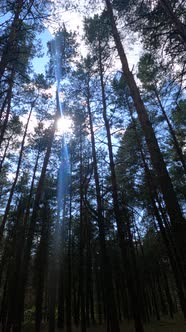 Vertical Video of a Forest with Tall Pines alt