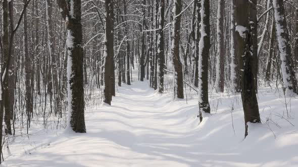 Early  morning in the forest slow motion 1920X1080 FullHD video - Snowed alley path by  winter slow- alt