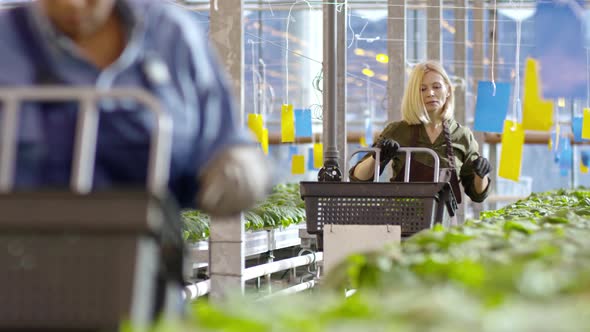 Beautiful Woman Working in Greenhouse alt