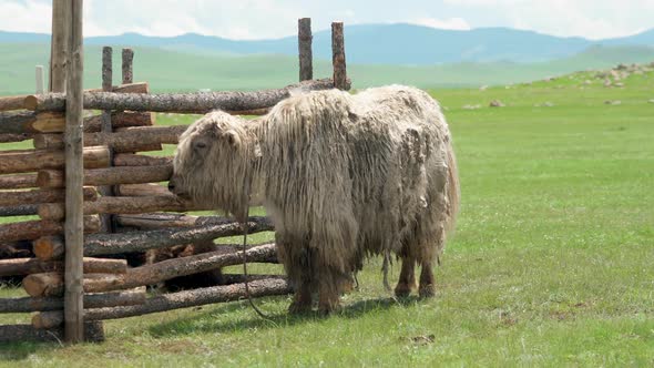 White Yak With Extremely Long Hair Fur alt